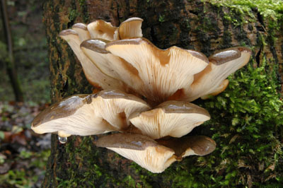 Sarcomyxa serotina - paeznk pozdn - Foto: Ale Vt