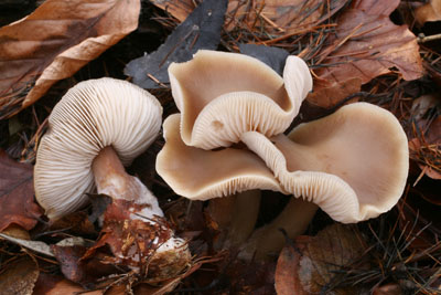 Rhodocollybia butyracea - penzovka mslov - Foto: Martin K