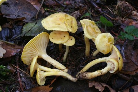 Hygrophorus lucorum - avnatka modnov - Foto: Ji Burel