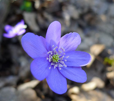 Jaternk trojlalon, j. podlka - Hepatica nobilis