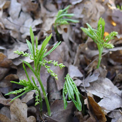 Baanka vytrval - Mercurialis perennis 