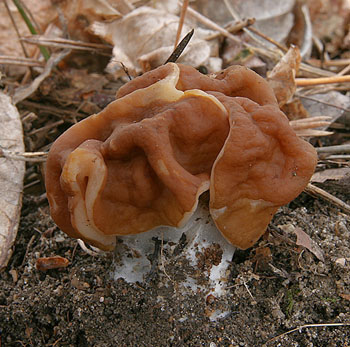 Gyromitra gigas - uch obrovsk, foto: L. peta