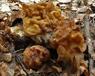 Gyromitra gigas - uch obrovsk Foto: S. Jirsek