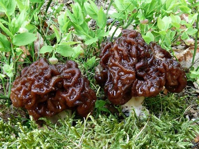 Gyromitra esculenta - uch obecn Foto: S. Jirsek