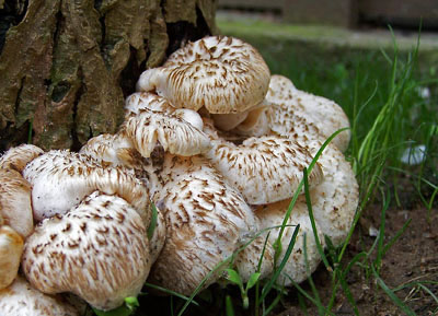 Panus (Lentinus) tigrinus - houevnatec tygrovan Foto: A. Chvojka