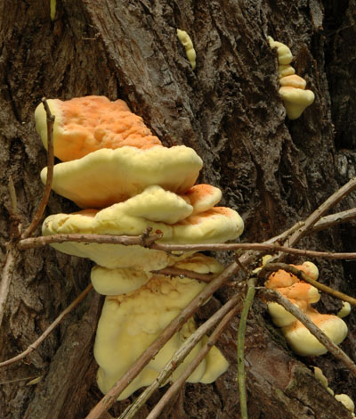 Laetiporus sulphureus  srovec lutooranov - v konzumn velikosti Foto: A. Vt