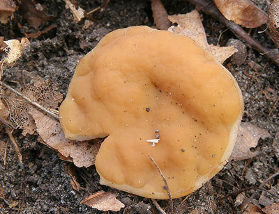 Discina leucoxantha - destice lutav - foto: L. peta