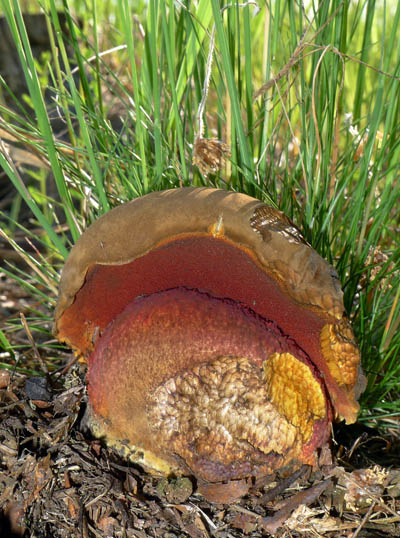 Boletus erythropus - hib kov