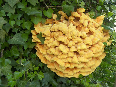 Laetiporus sulphureus  srovec lutooranov