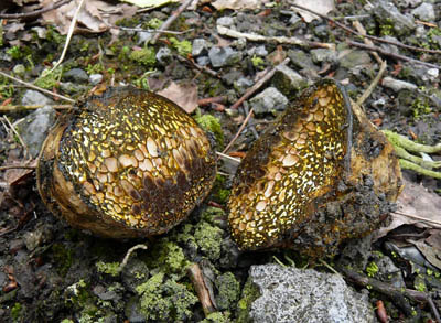 Pisolithus arrhizus - mch psen - foto: S.Jirsek