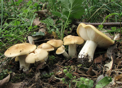 Calocybe gambosa - irvka mjovka