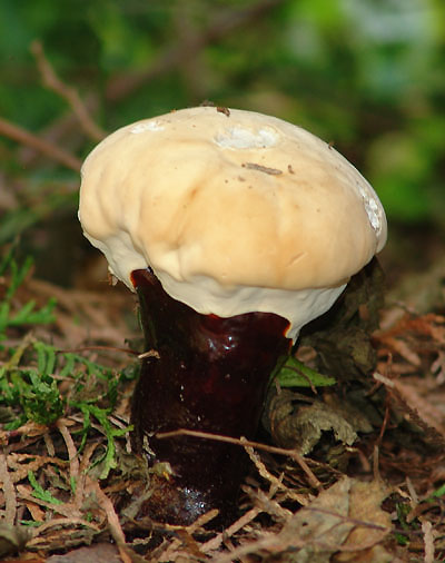 Ganoderma sp. - lesklokorka, autorsk foto ze 7.7.2011