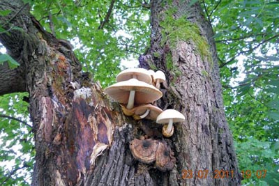 Volvariella bombycina - kukmk blovlnn - autorsk foto: Jaromr Slanina 