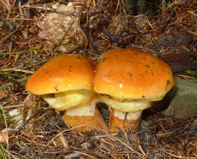 Klouzek sličný (modřínový) - kuchyňsky zajímavá houba... 