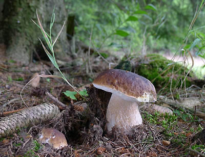 Hib obecn - Boletus edulis - foto autor