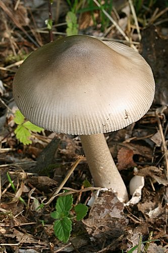 muchomrka povat - Amanita vaginata - jedl - foto: Radim Dvok