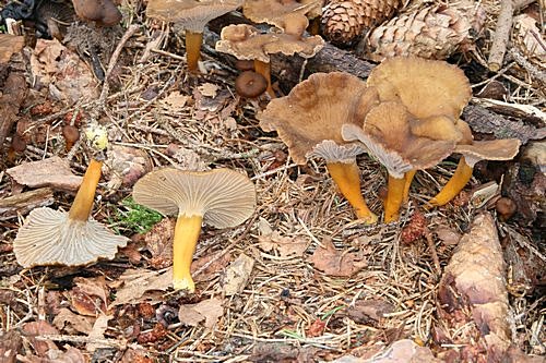 liška nálevkovitá, jedlá - foto: Radim Dvořák