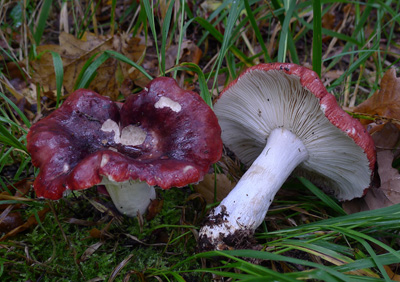 Holubinka zprohban (ernonachov) - Russula undulata, - hodn svho nzvu - foto: A. Vt