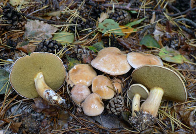 Klouzek kravsk - Suillus bovinus - foto: A. Vt