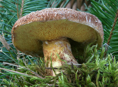 Klouzek douglaskov - Suillus lakei - foto: L. peta