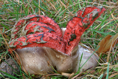 Kvtnatec Archerv - Clathrus archeri - foto: L. peta