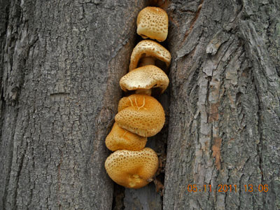 upinovka kostrbat - Pholiota squarrosa - foto: Jaromr Slanina