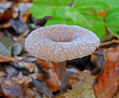 Strmlka kovit - Pseudoclitocybe cyathiformis