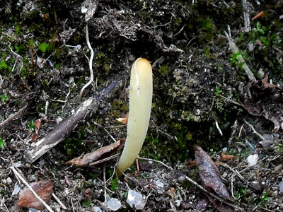 Kyjanka - Clavaria sp.