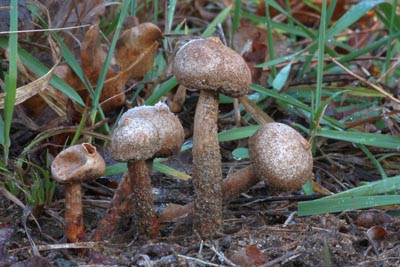 Paleka brvit - Tulostoma fibriatum