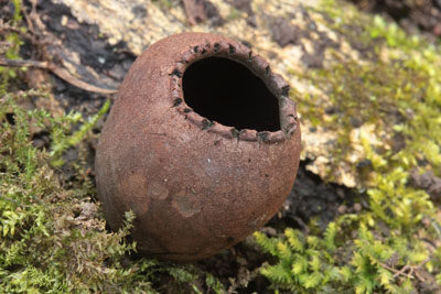 Zvoneček pohárkovitý - Urnula craterium - foto: M.Mikšík