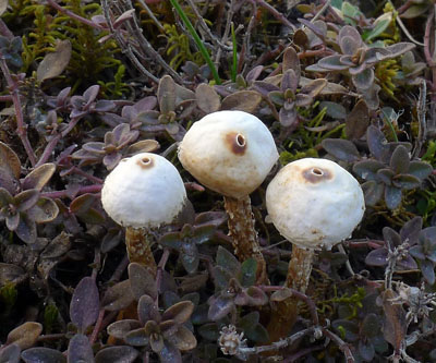 Paleka zimn - Tulostoma brumale - foto: A.Vt