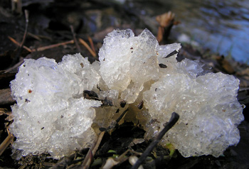 Černorosol bělavý - Exidia thuretiana, po velkých mrazech - foto: P.Syřiště