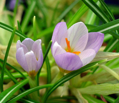 afrn velkokvt - Crocus vernus - foto: A.Vt