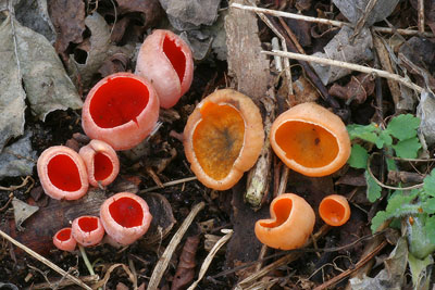 Ohnivec rakousk - Sarcoscypha austriaca a jeho albinotick forma - foto: L.peta