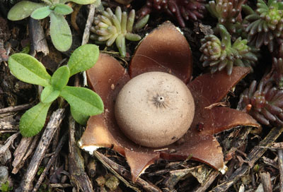 Hvzdovka Pouzarova - Geastrum pouzarii - foto: M.Mikk