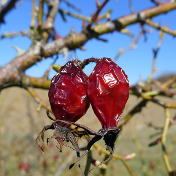 Losk plody re pkov - Rosa canina