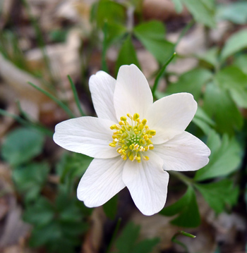 Sasanka hajn - Anemone nemorosa