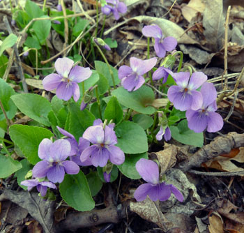 Violka (fialka) vonn - Viola odorata