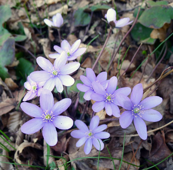 Jaternk podlka - Hepatica nobilis