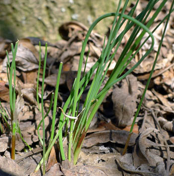 Divoce rostouc paitka poben - Allium schoenoprasum