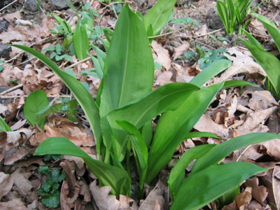 esnek medvd - Allium ursinum