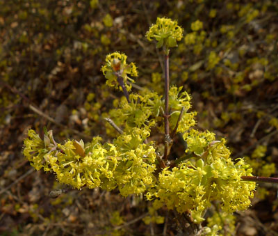 Dn obecn - Cornus mas