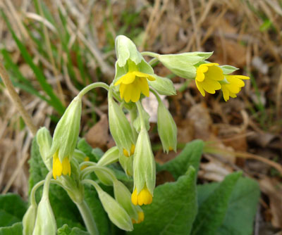 Prvosenka jarn (petrkl) - Primula veris