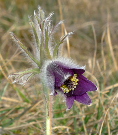 Koniklec lun esk - Pusatilla pratensis subsp. bohemica