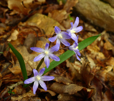 Zplann ladoka velkokvt - Scilla luciliae