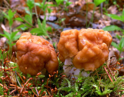 Uch obrovsk - Gyromitra gigas