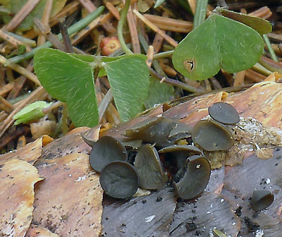 Terka ikov - Rutstroemia bulgarioides 