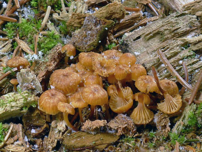 Kalichovka zvonekov - Xeromphalina campanella 