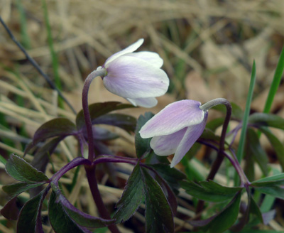 Sasanka hajn - Anemone nemorosa