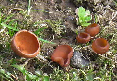 Hlzenka sasankov - Sclerotinia tuberosa - foto: M. Lubas